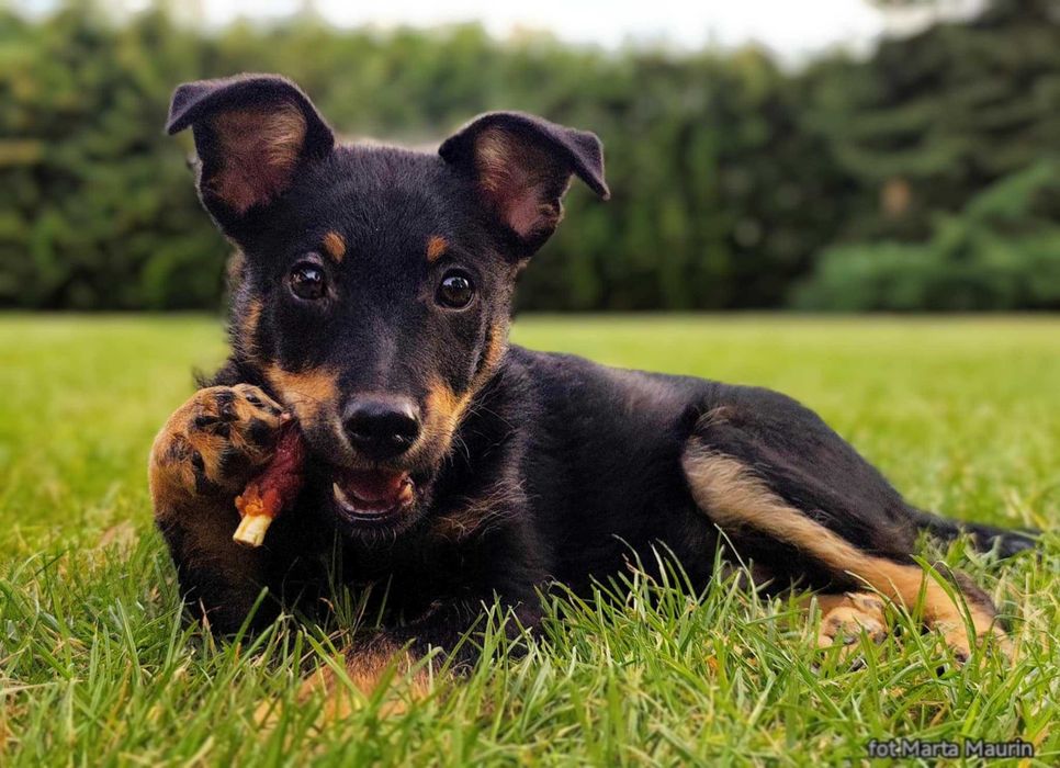 MIKI - uroczy 3 miesięczny szczeniak do adopcji