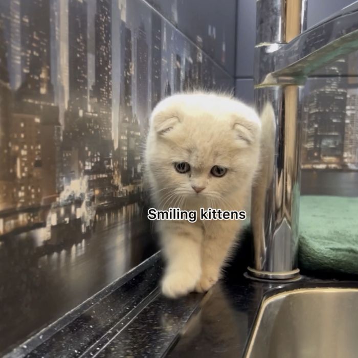 Кошеня  кремове