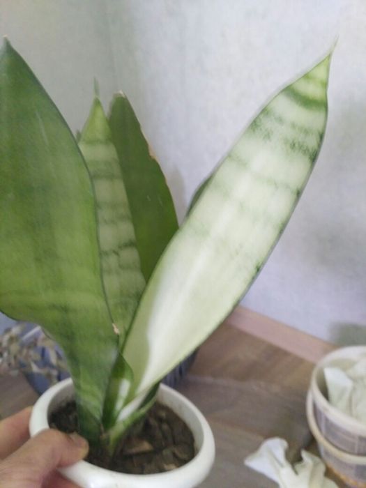 Сансевьера/Сансевиерия самурай  Фишери Голд флейм Мун шайн Цилиндрика