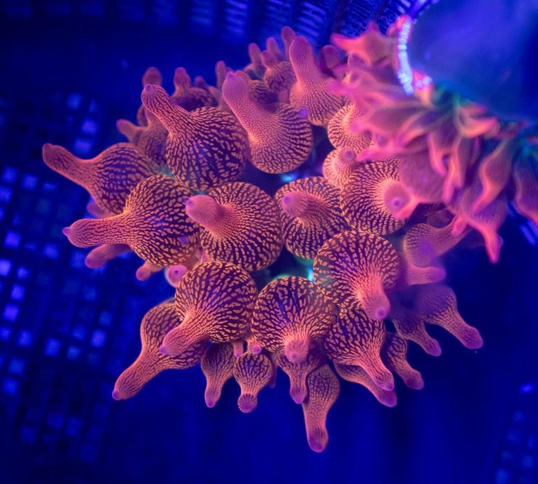 Vendo várias espécies de Corais