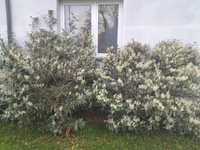 Laurowiśnia 170-200 cm duża 2 krzewy
