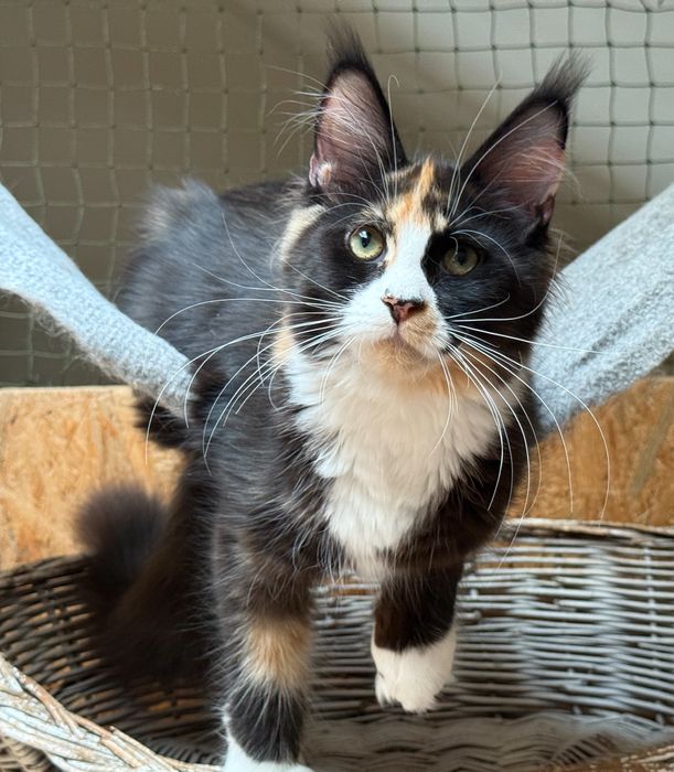 Urocza koteczka Maine Coon