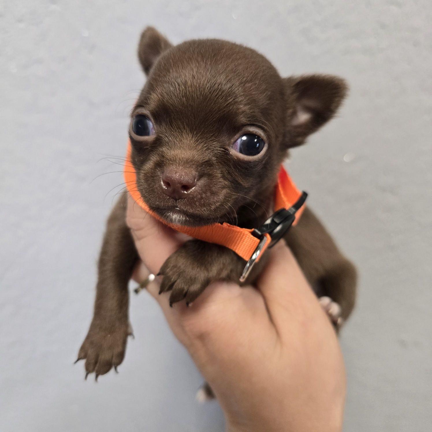 Chihuahua samiec choco czekoladowy