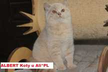 Koty, kocięta brytyjskie -Kremowy kocurek juz do odbioru