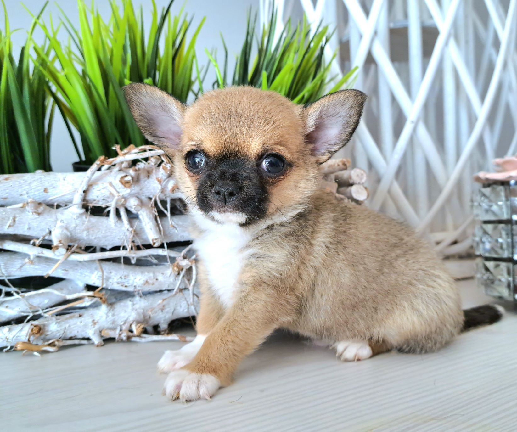 Maluszek Chihuahua krótkowłosy Do ODBIORU