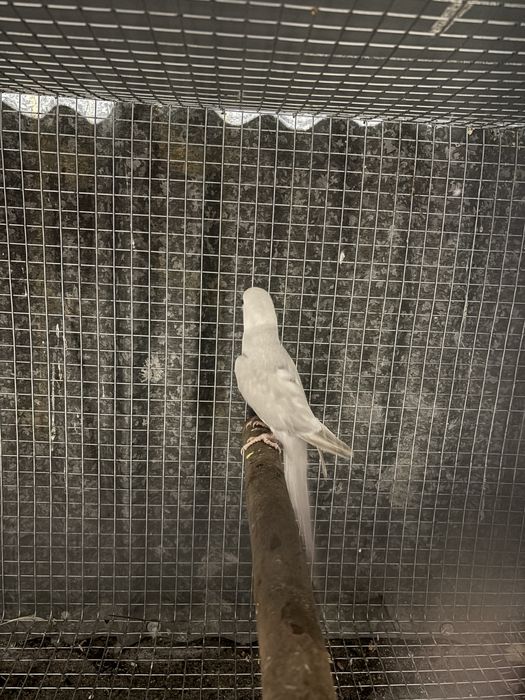 Ring neck cinza palida