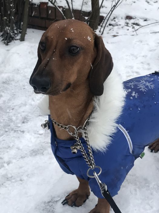 Собачий комбінезон