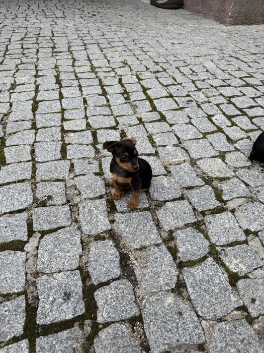 Pinscher pincher 2 meses