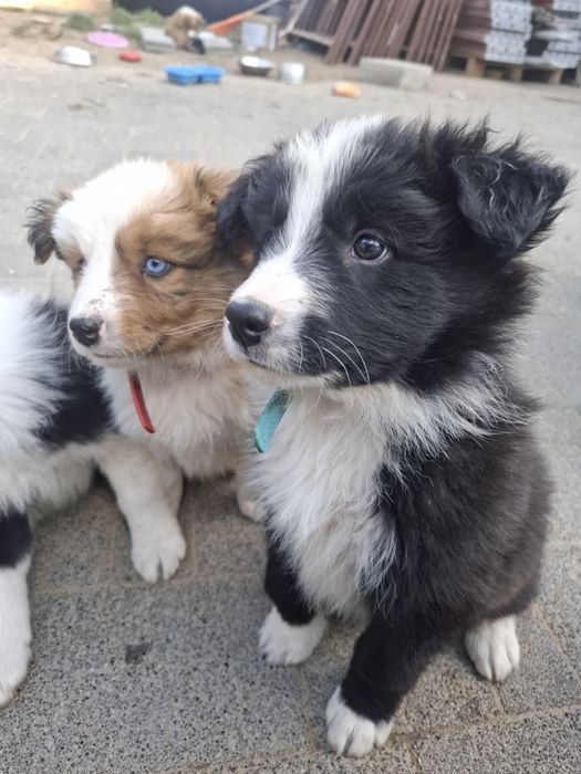 Szczeniak Border Collie Alex