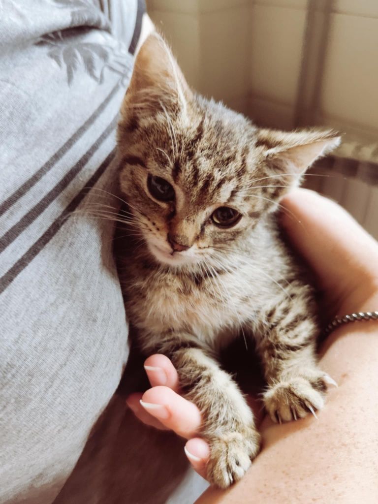 Kotka do adopcji