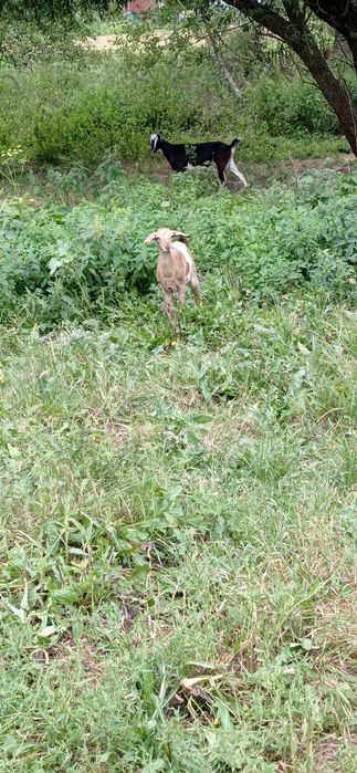 Козочка нубійської породи