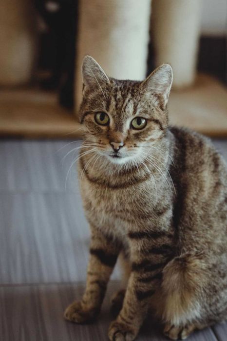 Lisica kotka do adopcji urocza 5 łat jedynaczka brążowa ze schroniska