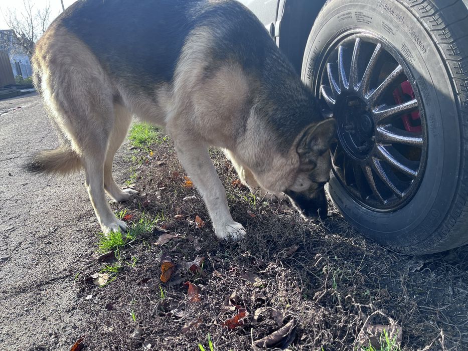Видел овчарку , улица покровская