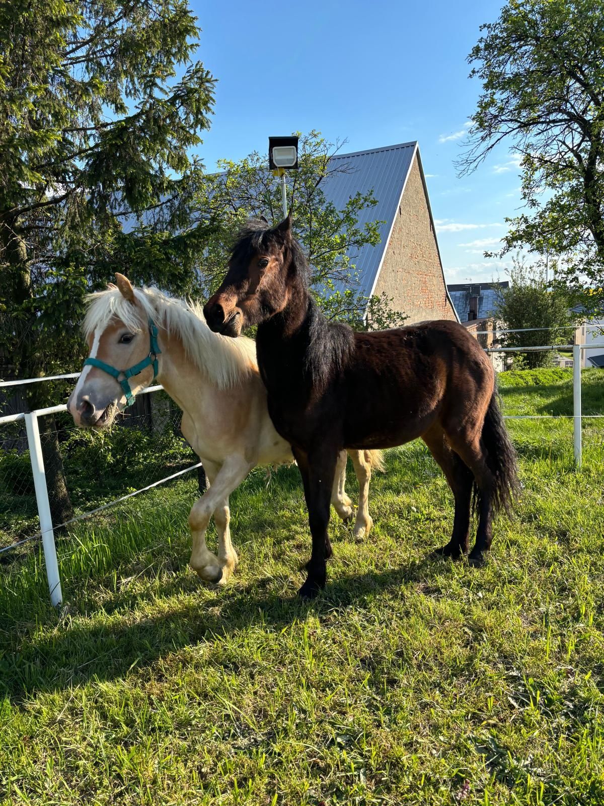 Ogierek haflinger 12 miesięcy - pełne poch.