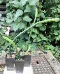 Selenicereus callianthus /kaktus, epiphyllum, sukulent