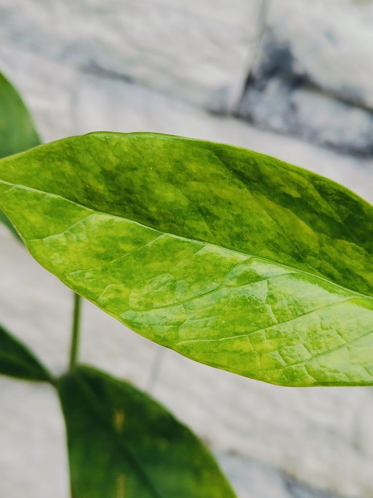 Zamioculcas Wild Form Aurea