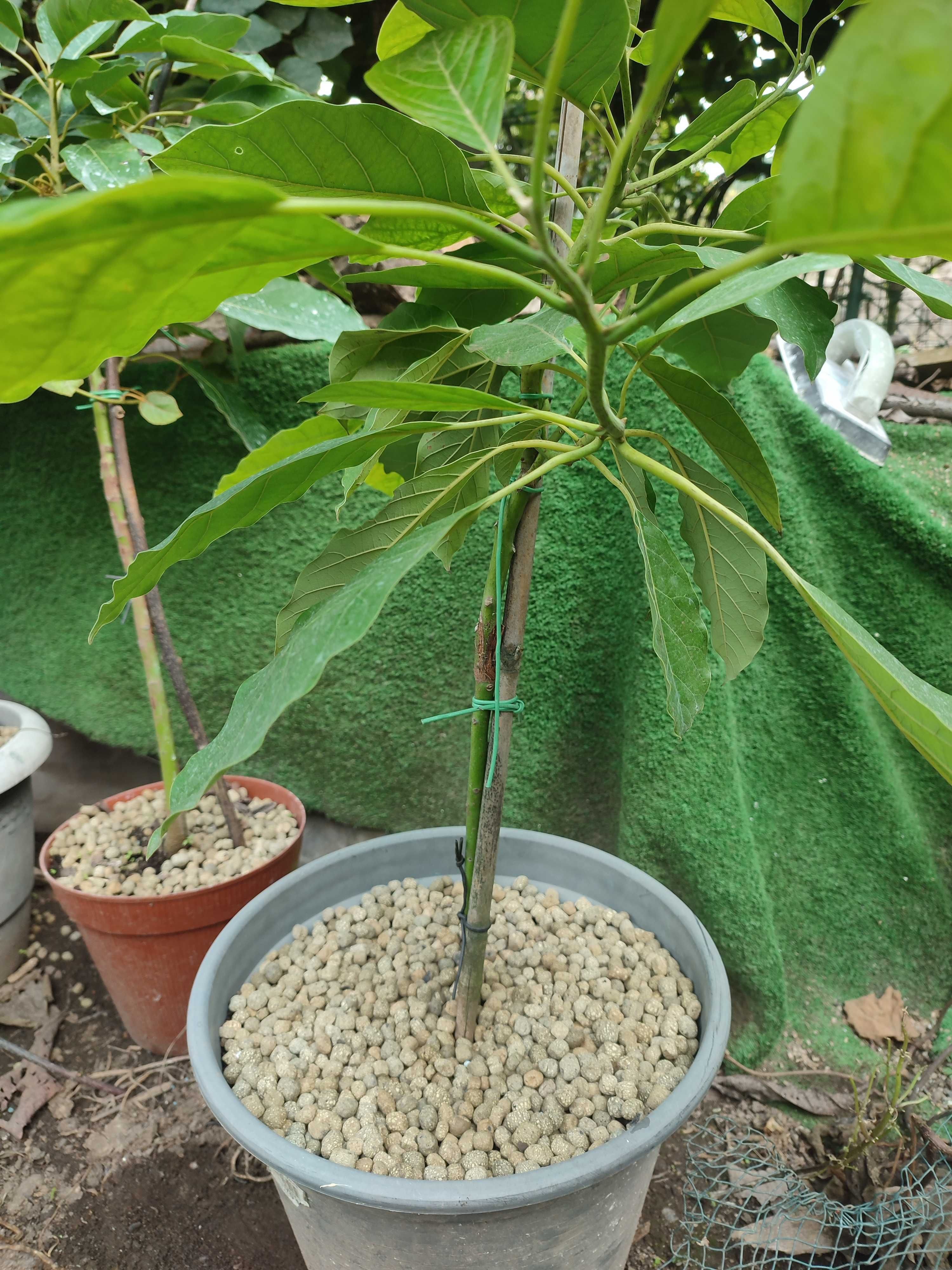 Abacateiros  Enxertados