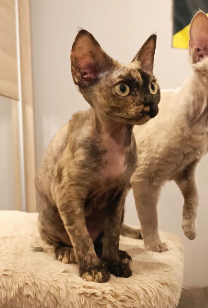 Szylkretowa kotka devon rex PZF