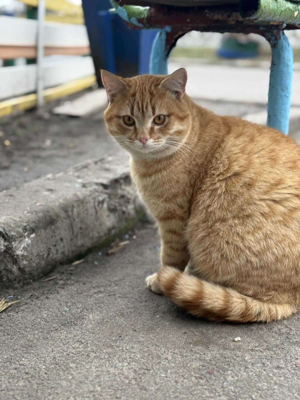 Прилаштовуємо руденького котика