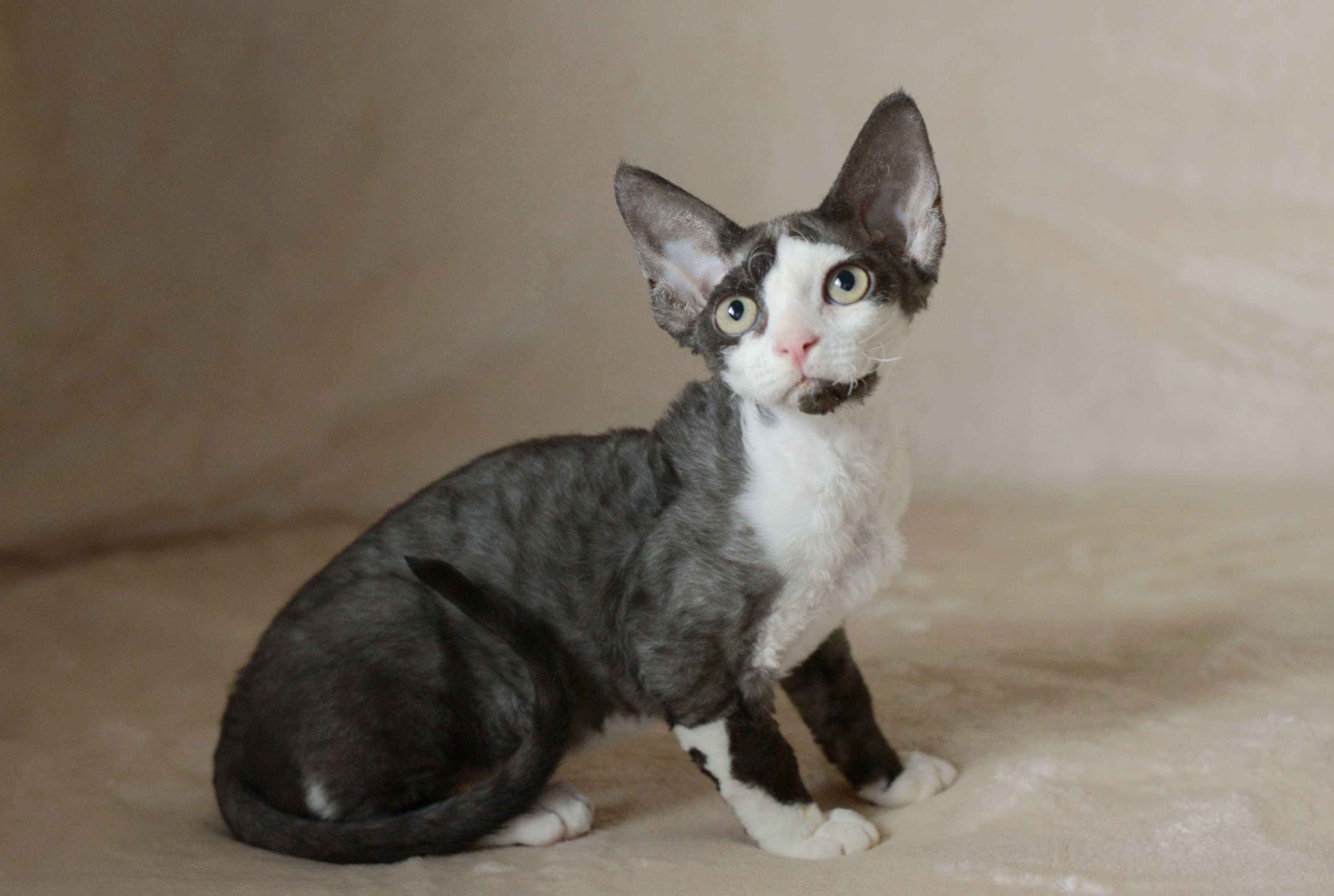 Chłopiec Devon Rex czarny z bielą