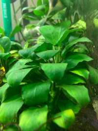 Plantas para Aquario água doce Anubias Nano