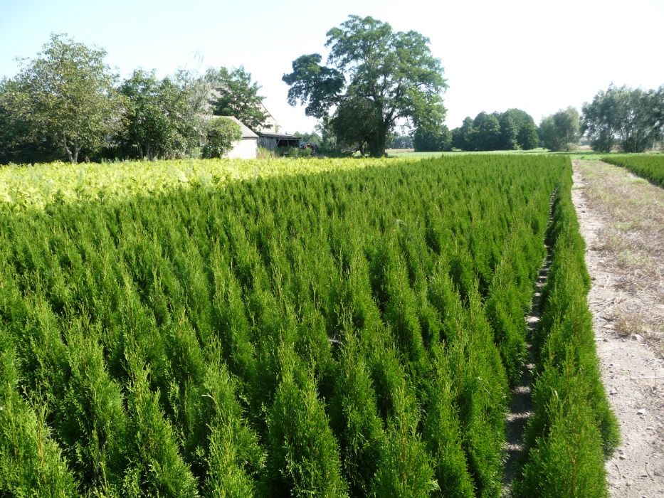 Tuja szmaragd 100cm+ w donicy transport w cenie.