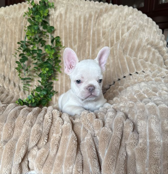 Fantastico Platinium Bulldog/ Bouledog Frances de Qualidade