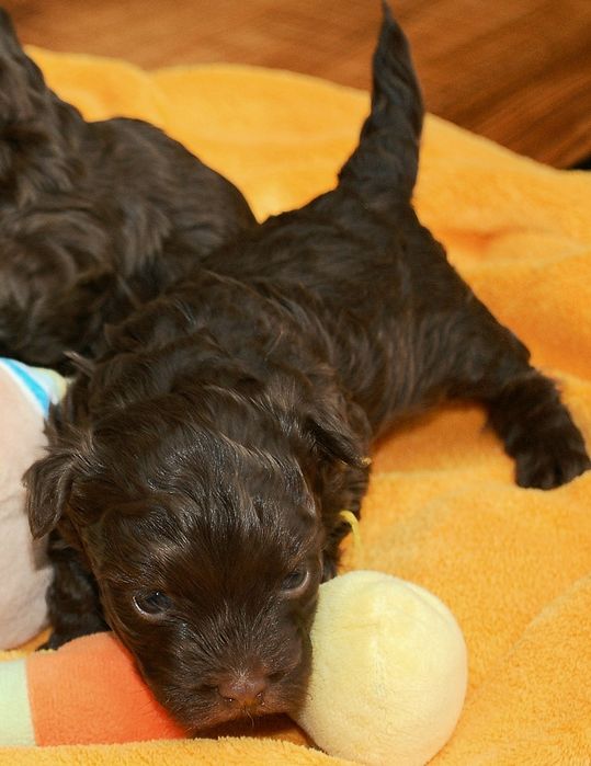 Rosyjska bolonka kolorowa ; piesek