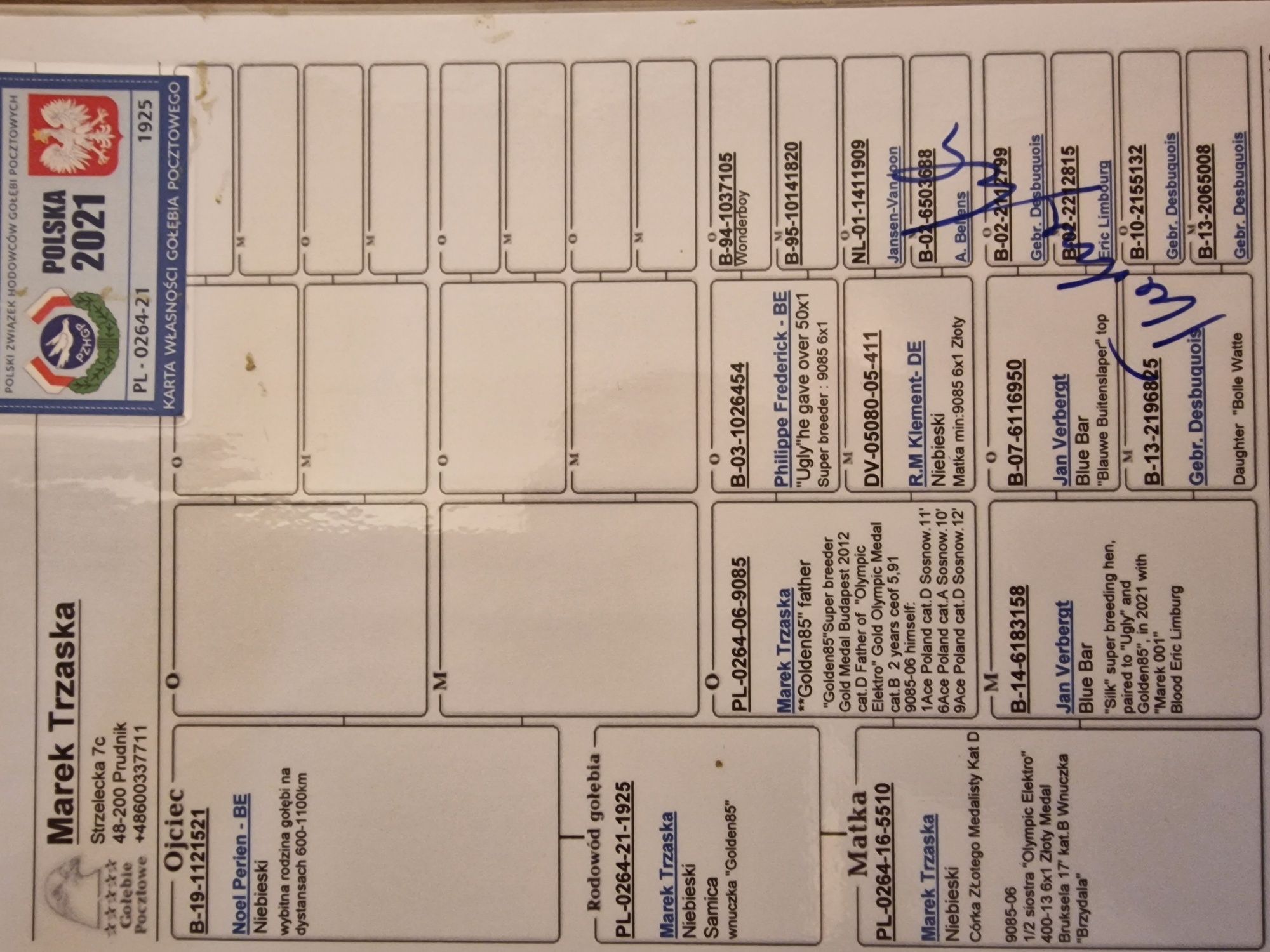 Gołąb pocztowy samica, rodowód M. Trzaska