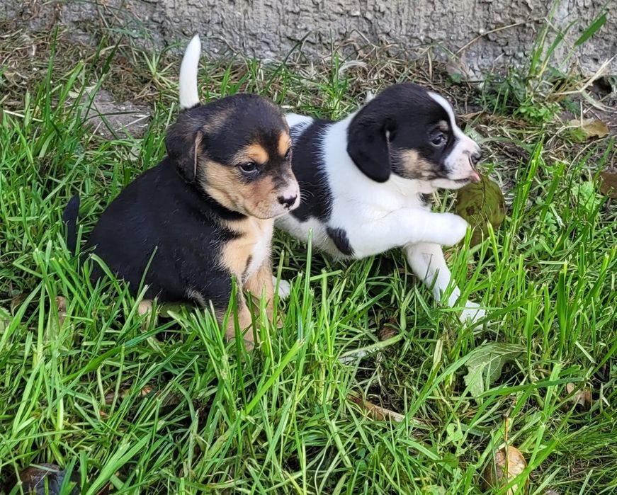 Oddam samiczke mama Beagle