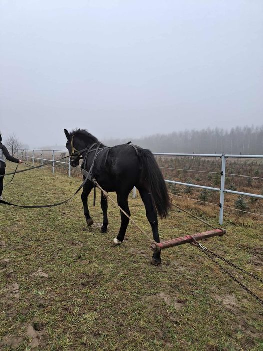 Sprzedam Klacz Śląską