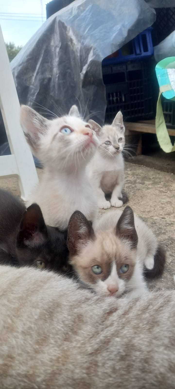 Doa-se  4 Gatinhos
