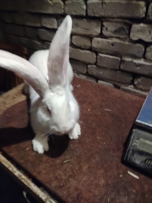 Olbrzym belgijski biały samiec