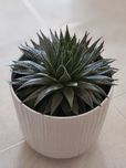Planta Aloe Aristata
