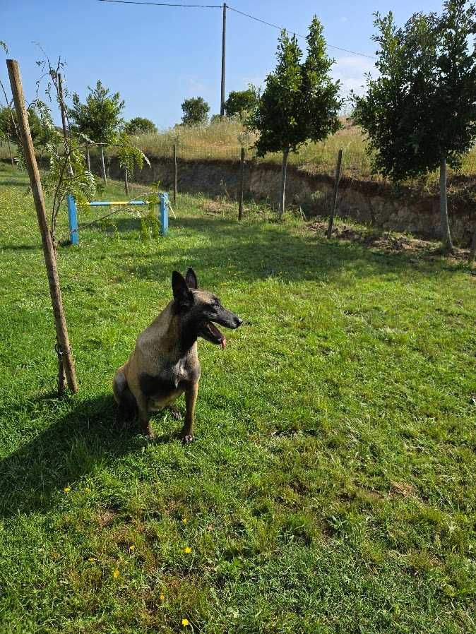 Cachorro Pastor Belga Malinois