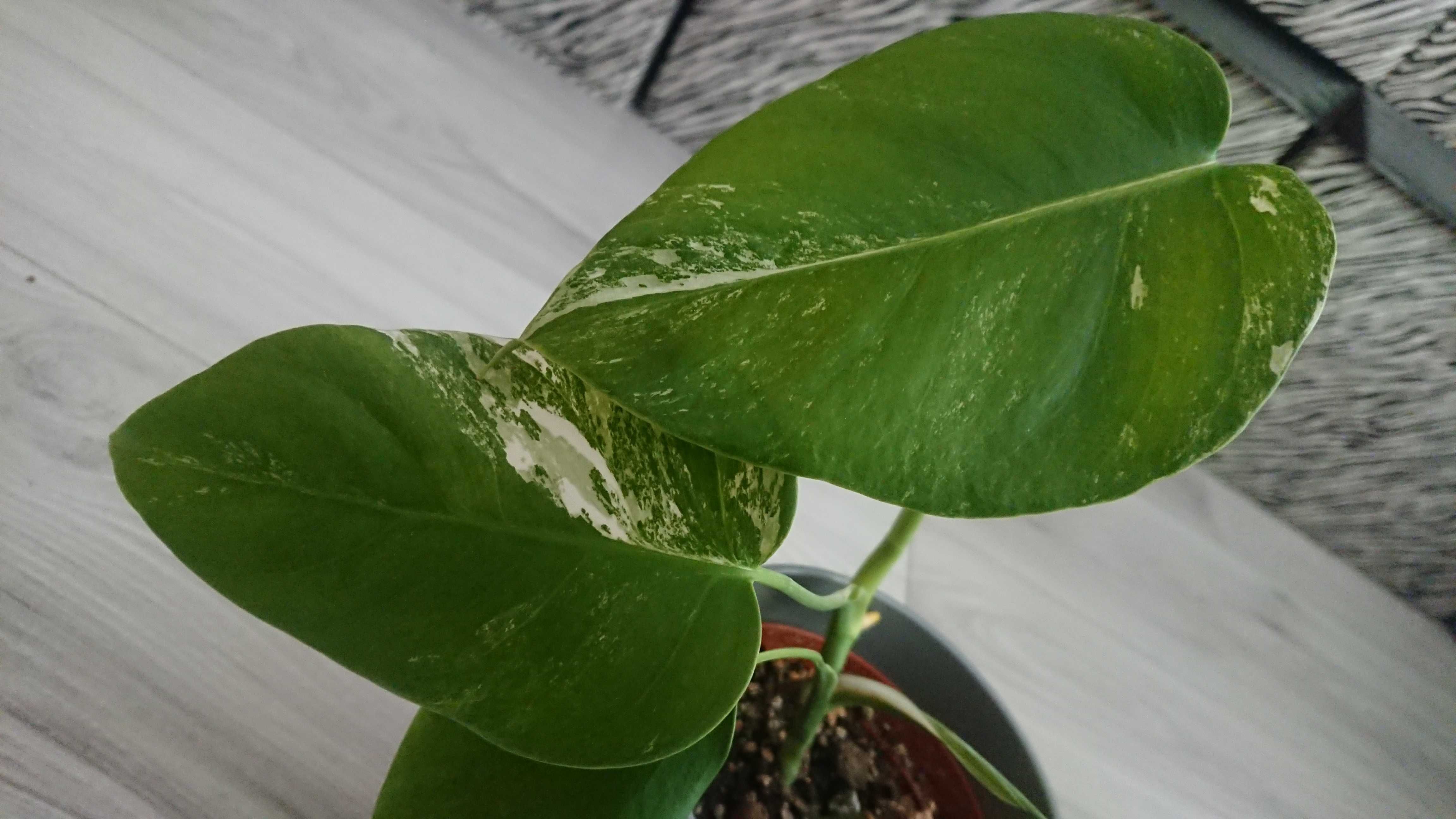 kolekcjonerska roślina monstera variegata ukorzeniona sadzonka