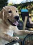 Labrador Retriever FCI