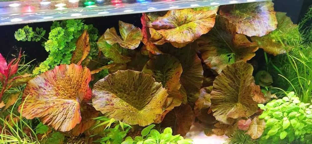 Lampa do akwarium na diodach power led 190 cm lub  na wymiar.