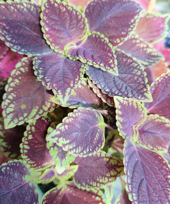 Koleus Coleus Pokrzywka brazylijska