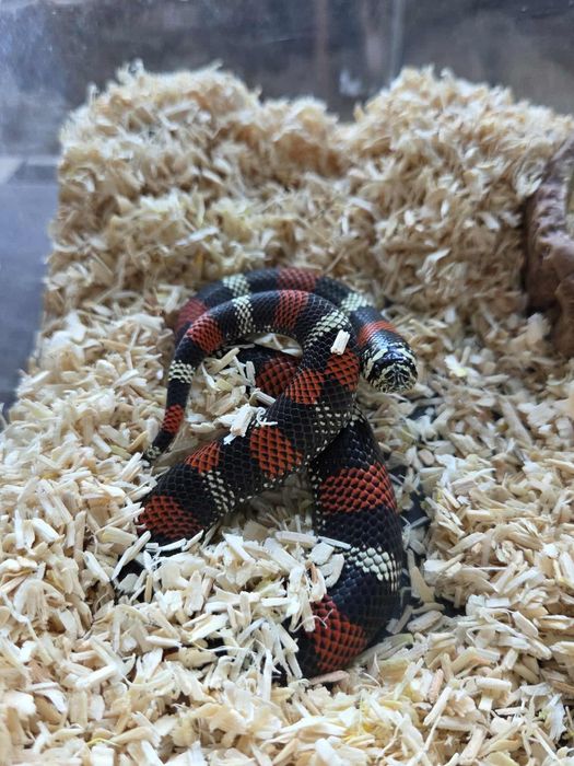 Tricolor brazilian hognose zamiana