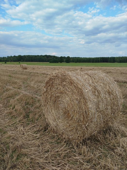 Sprzedam słomę z pszenżyta 150cm