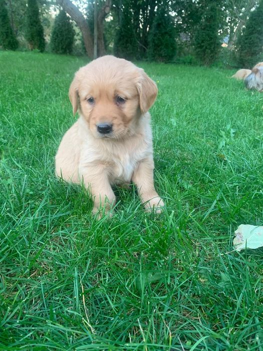 Szczeniak Golden Retriever z mikrochipem!!!