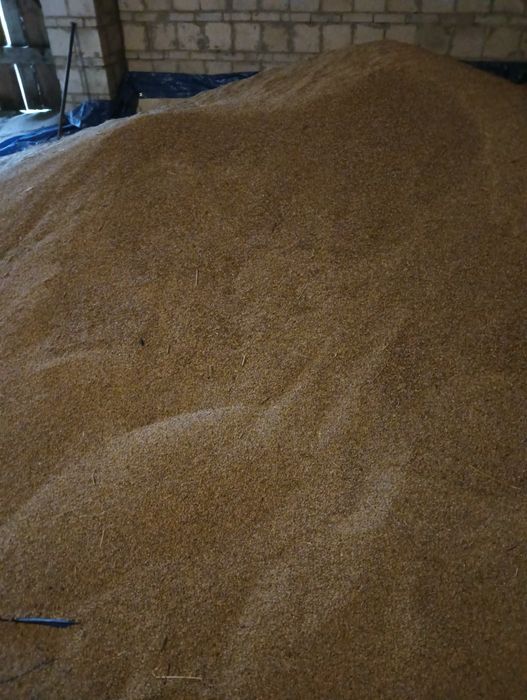 Żyto Dankowskie Hedron 2lata po centralii