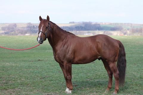Stanówka Ogier American Quarter Horse