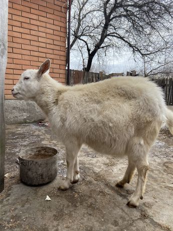 Продаётся молодая коза,за первым окотом