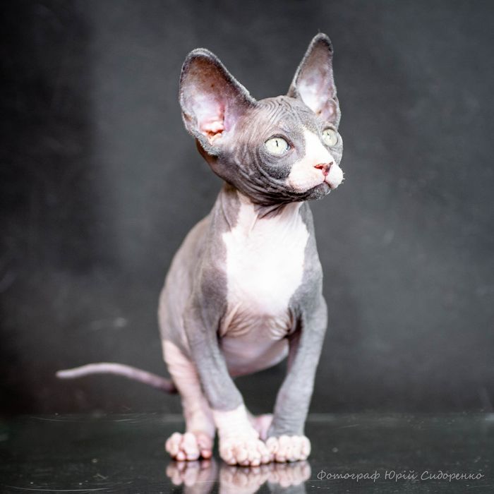 Сфинкс эльф , эльфик , шикарный мальчик, золотой характер,