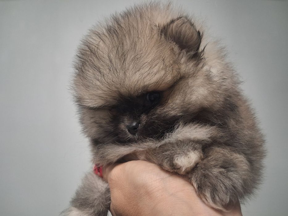 Szpic miniaturowy pomeranian malenki