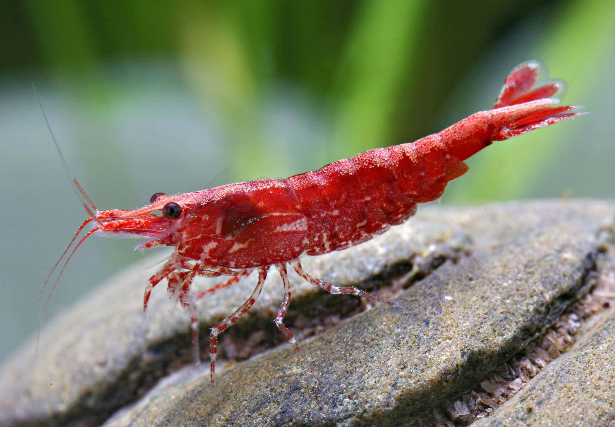 Neocaridina Red Fire gene Sakura