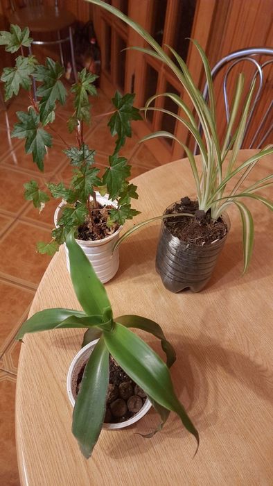 Мелколистная бегония и не только