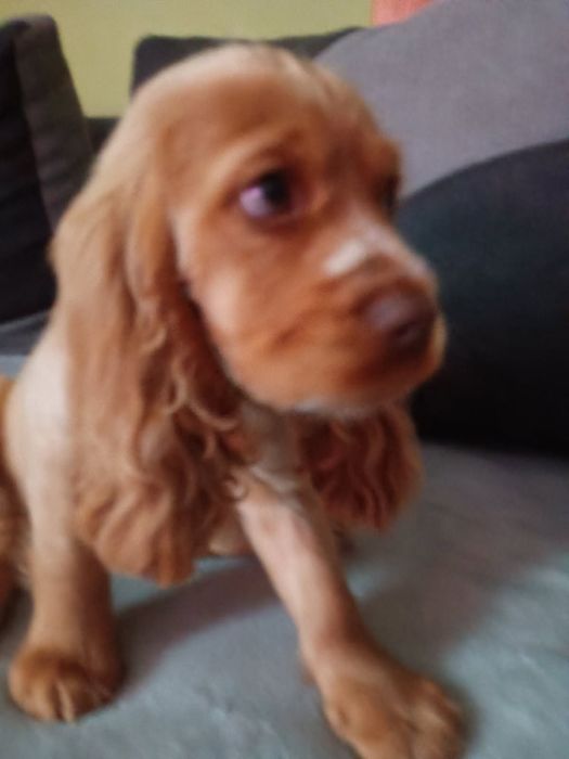 Cocker spaniel angielski